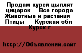 Продам курей цыплят,цицарок. - Все города Животные и растения » Птицы   . Курская обл.,Курск г.
